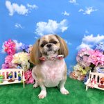 シーズー犬　陸くん　シルクパック　炭酸泉入浴
