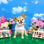 チワワ　かまくん