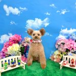 トイプードル　てんてんちゃん