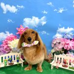 ダックスフンド　マナちゃん　炭酸入浴