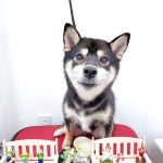 初めてご来店　柴犬　ももちゃん