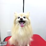 ポメラニアン　夢ちゃん