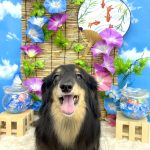 ダックスフンド　ダックスちゃん