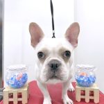 初めてご来店　フレンチブルドッグ　あかねちゃん