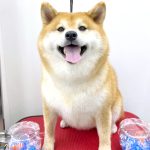 柴犬　なるちゃん
