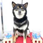 柴犬　はるちゃん