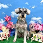 ミニュチュアシュナウザー　ひなたくん