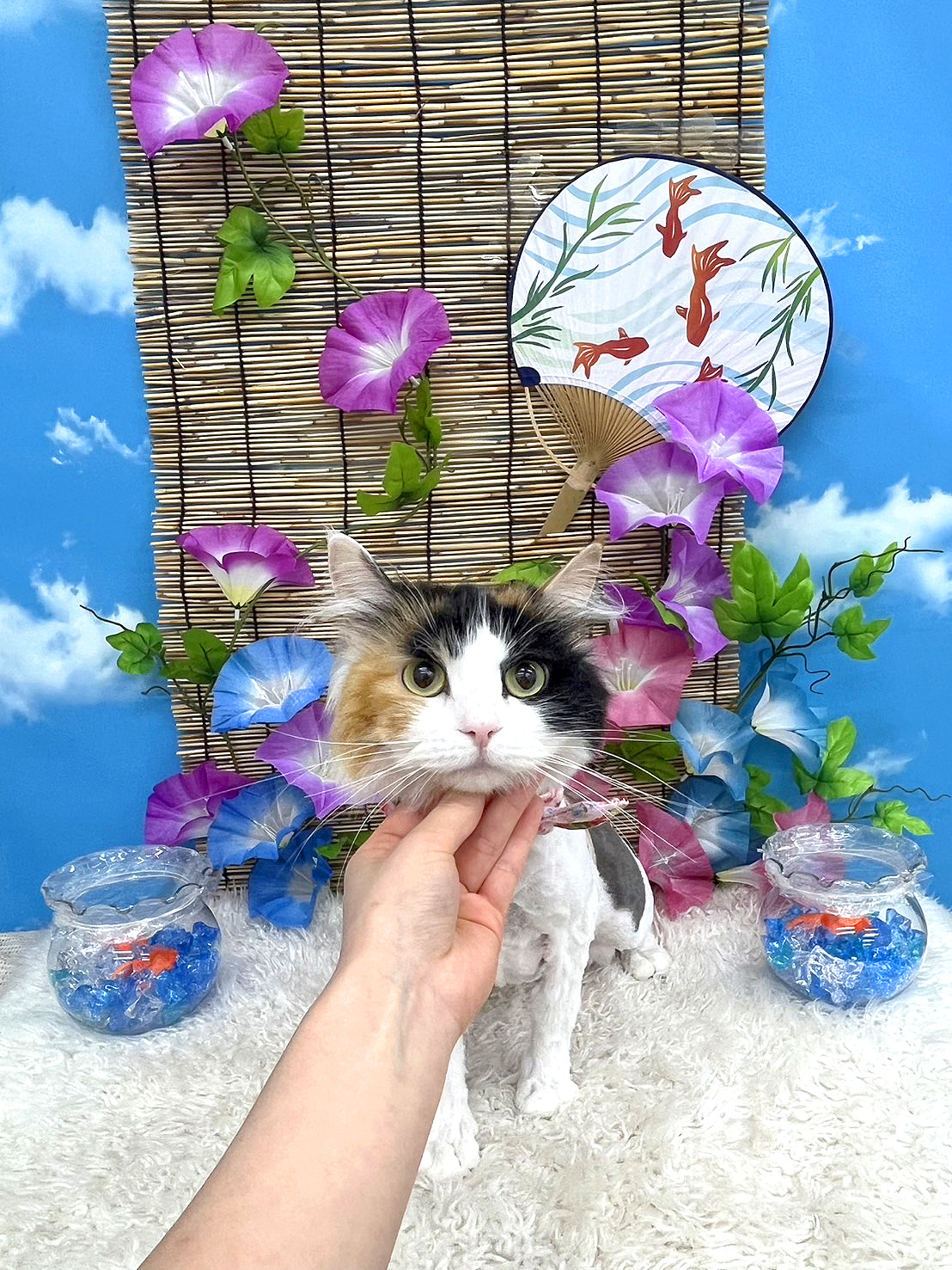 ねこ サイベリアン はるちゃん – トリミングスタジオMOMOログ