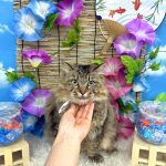 ねこ　ステラちゃん