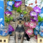 初めてご来店　ヨークシャーテリア　ラピスラズリくん　PV動画あり
