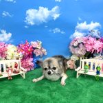 チワワ　くうちゃん