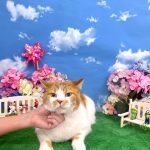 初めてご来店　ねこ　スコティッシュ・フォールド　ミクくん