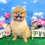 ポメラニアン　天くん