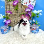 チワワ　莉（れい）ちゃん