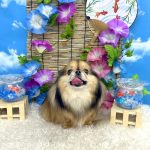 チワワｘプチブラバンソン　もずくちゃん