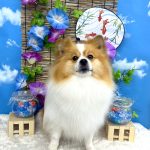 ポメラニアン　ルイくん　シルクパック
