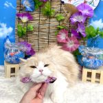 ねこ　スコティッシュフォールド　チャコちゃん