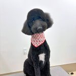 スタンダードプードル　Bonnie（ボニー）ちゃん