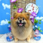 ポメラニアン　コロンちゃん