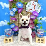 ポメラニアン　こまめくん