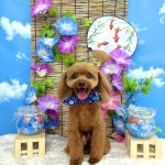 タイニープードル　ちくわくん　炭酸泉入浴　ハーブパック
