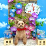 トイプードル　てんてんちゃん