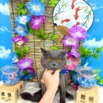 ねこ　ブリティッシュショートヘアー　ハルくん