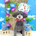 トイプードル　ミニちゃん