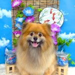 ポメラニアン　コロンちゃん