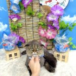 ねこ　ミヌエット　むぎくん