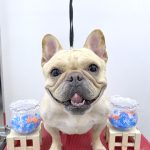 フレンチブルドッグ　ペコちゃん