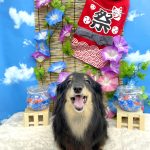 ダックスフンド　ダックスちゃん