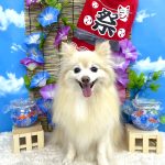 ポメラニアン　夢ちゃん