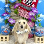 カニンヘンダックス　くうちゃん　シルクパック
