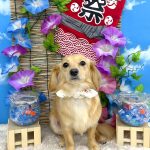 チワックス　みくちゃん　シルクパック