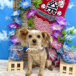 ヨークシャーテリア　ティアラちゃん