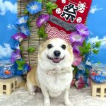 コーギーｘチワワ　もねちゃん　シルクパック