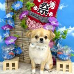 チワワ　まおくん　シルクパック