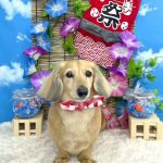 ダックスフンド　ふくちゃん