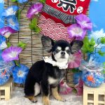 チワワ　りくくん