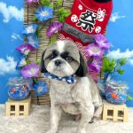 シーズー犬　しらすくん