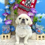 ペキニーズ　まめちゃん