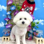 ビションフリーゼ　こはくくん