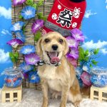 ヨーキーｘマルチーズ　　リブくん
