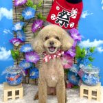 トイプードル　らむちゃん