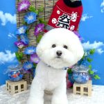 ビションフリーゼ　ラデュレくん
