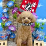 トイプードル　あむちゃん