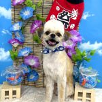 狆×マルチーズ　いおくん