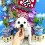 チロルちゃん