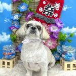 シーズーｘペキニーズ　　テヤンくん　泥パック